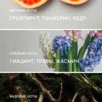 Парфюмерная пирамида Ziva in Bloom: грейпфрут, кедр, жасмин, гиацинт, амбра, ветивер