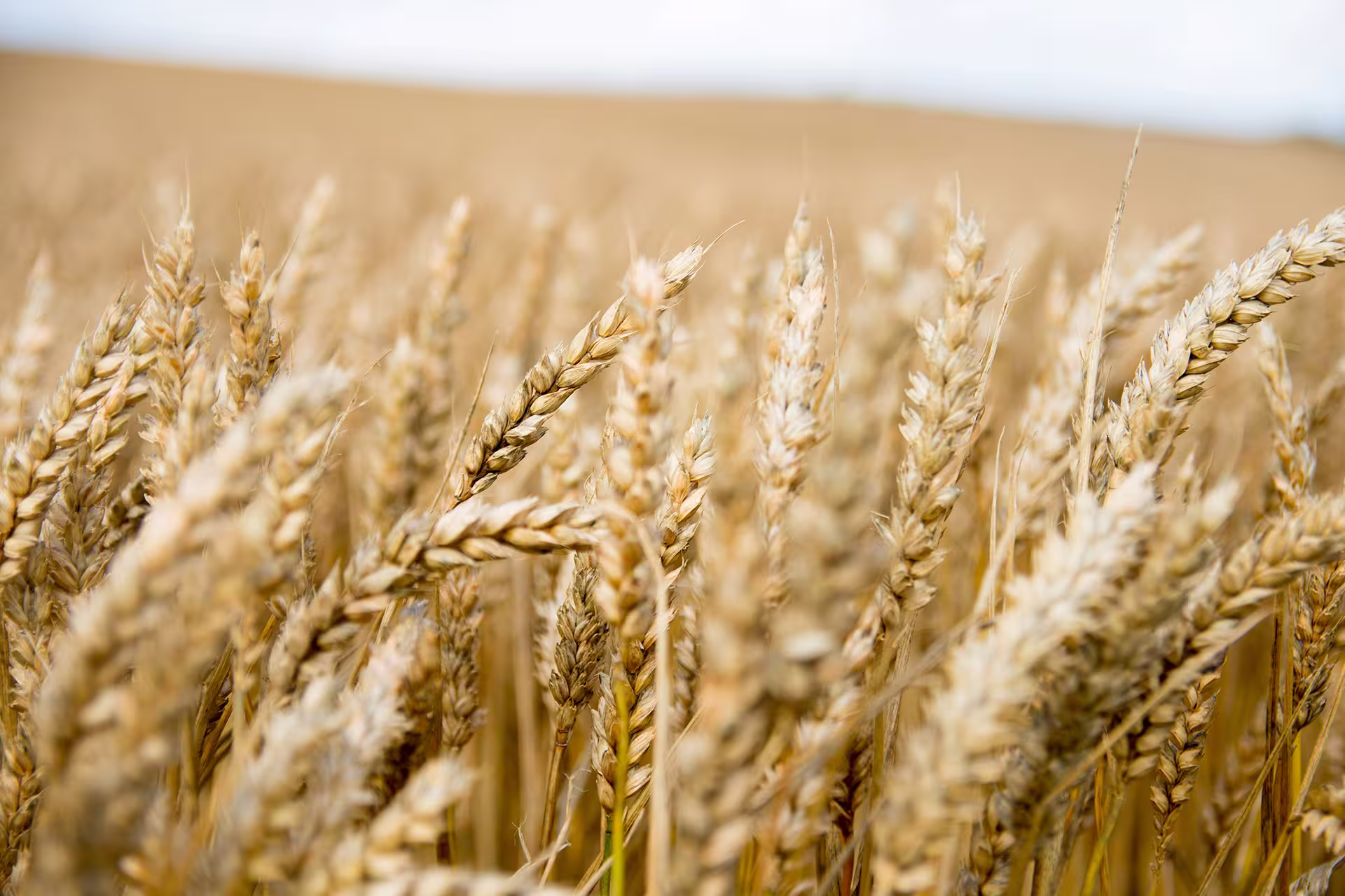 gematria-corn-field-new