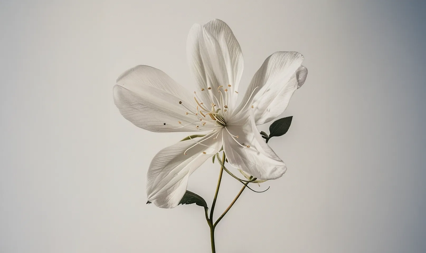 Чем пахнет жасмин: раскрываем аромат жасмина в деталях — погрузитесь в запах жасмина и узнайте, как звучат его верхние, средние и базовые ноты.