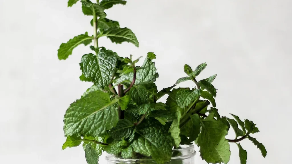 Запах мяты напоминает прохладный ветер. Чем пахнет мята зависит от вида: мята перечная — запах ментоловый и бодрящий. Ароматы с мятой остаются востребованными в парфюмерии.