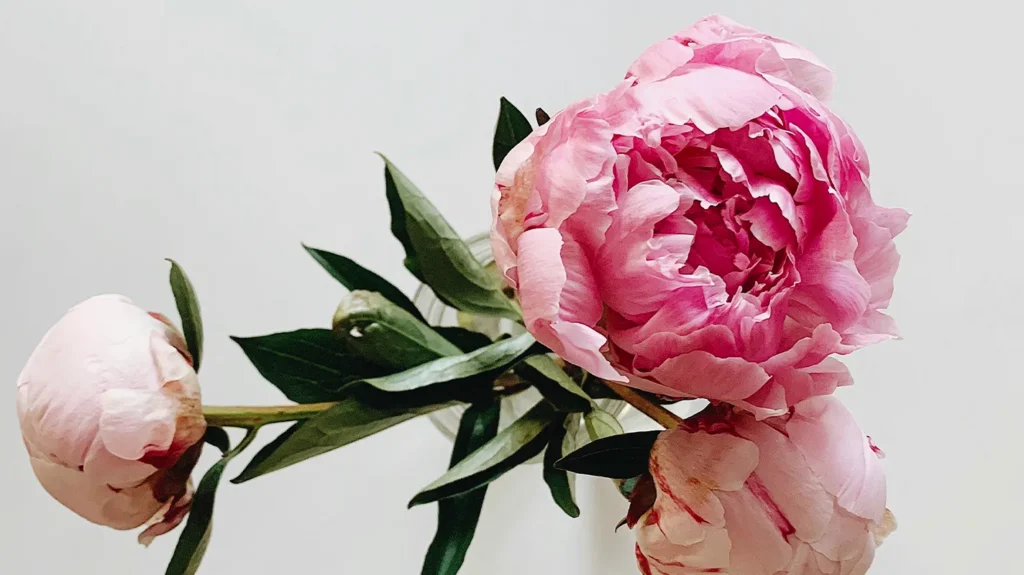 Пион — запах и аромат пиона в духах. Чем пахнут пионы, как звучит их аромат и чем пахнет пион в парфюмерии — описание для любителей ароматов