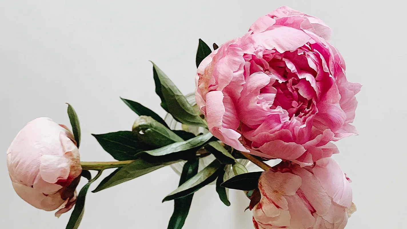 Пион — запах и аромат пиона в духах. Чем пахнут пионы, как звучит их аромат и чем пахнет пион в парфюмерии — описание для любителей ароматов