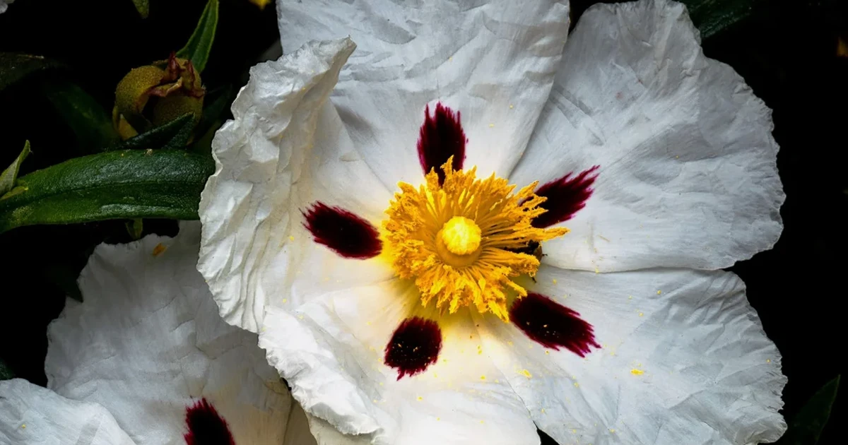 Чем пахнет Ладан и свойста аромата. Раскрываем особенности запаха ладана в парфюмерии и селективных ароматах. Gematria Store.
