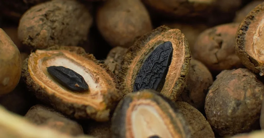 Узнайте чем пахнут Бобы Тонка в Парфюмерии. Ноты Бобов Тонка в аромате.