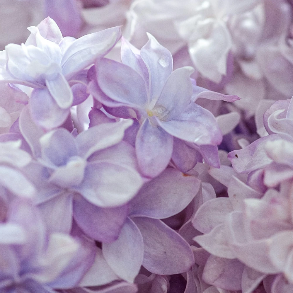 Фиалка. Аромат фиалки в парфюмерии. Запах фиалки — пудровая сухость Фиалка. Аромат фиалки в парфюмерии. Запах фиалки раскрывается сухой пудровой чистотой с лёгким ирисовым телом, создавая аккуратный и структурный цветочный профиль без лишней сладости.