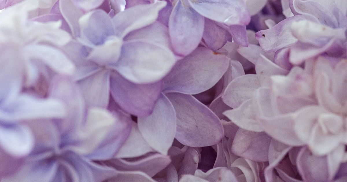 Фиалка. Аромат фиалки в парфюмерии. Запах фиалки звучит мягко, воздушно и деликатно, давая композиции ровный цветочный акцент, спокойную сухость и чистый пудровый контур.