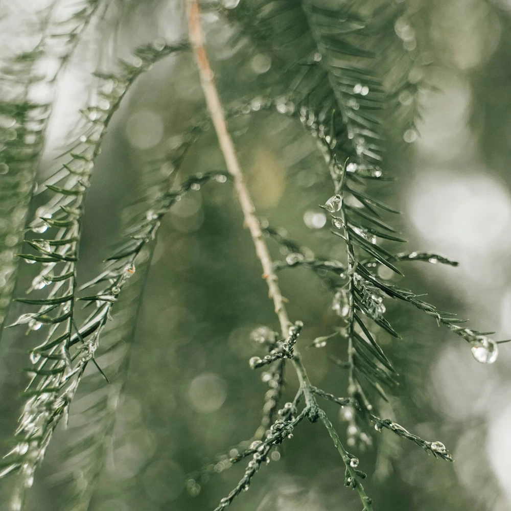 Нота: Кедр. Запах Кедра. Аромат в парфюмерии используется для формирования ровной сухой основы, где звучат древесные и смолистые оттенки.