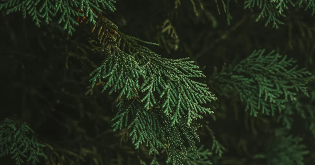 Нота: Кедр. Запах Кедра. Аромат в парфюмерии применяется как структурная древесная опора, поддерживающая глубину и устойчивость композиции.