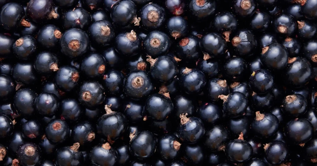 Черная смородина: ноты в парфюмерии. Запах смородины: ароматы этой ноты создают структурный ягодно-зелёный слой, где кислота, растительная терпкость и тёмная фруктовая масса формируют натуральный и устойчивый профиль без сахарности.