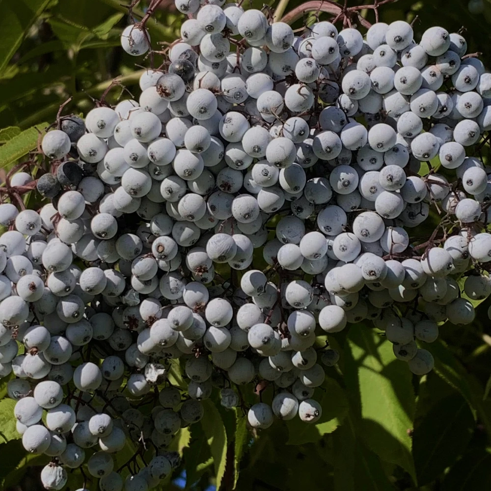 Чем пахнет Бузина в парфюмерии: ноты бузины передают влажную тёмно-ягодную массу с мягкой кислинкой Чем пахнет Бузина в парфюмерии: ноты бузины работают как мягкий влажно-ягодный слой, создающий структурную фруктовую плотность без сахарной сладости.