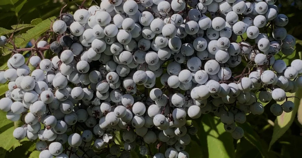 Чем пахнет Бузина в парфюмерии: ноты бузины используются для формирования контролируемой ягодной плотности, добавляющей композиции мягкий природный характер