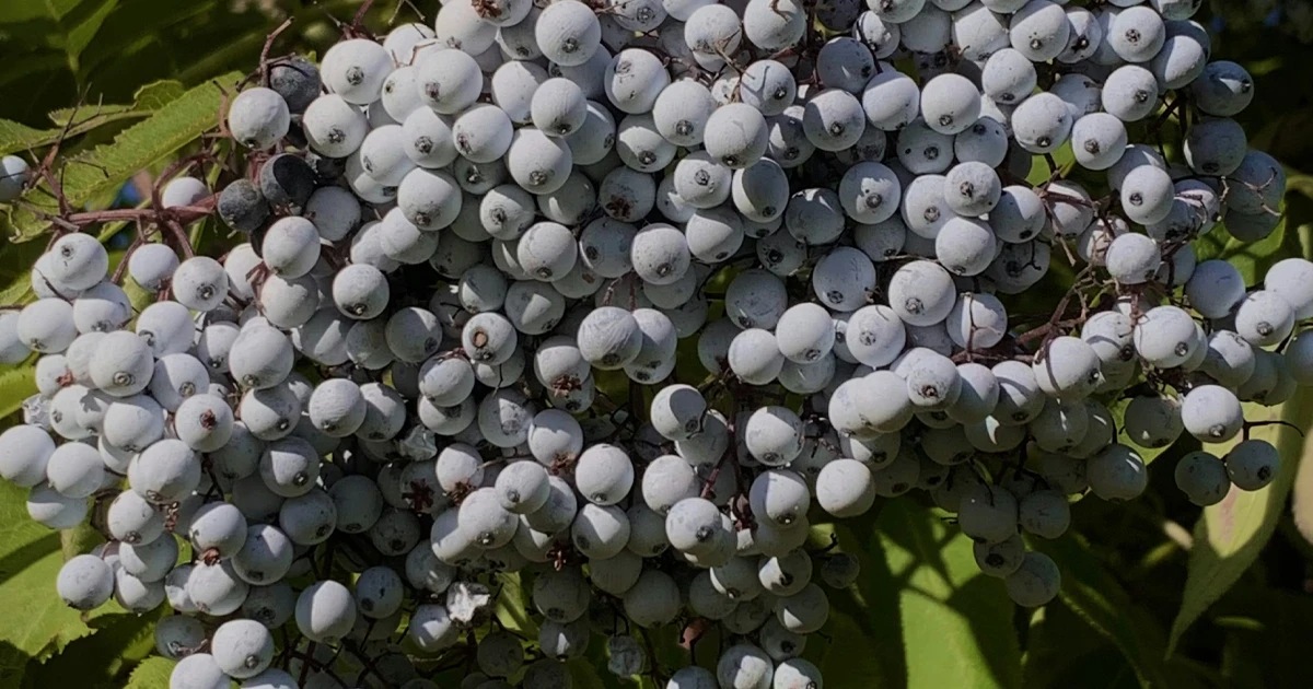 Чем пахнет Бузина в парфюмерии: ноты бузины используются для формирования контролируемой ягодной плотности, добавляющей композиции мягкий природный характер